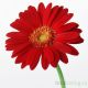 cheap-flowers.ru