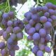 Виноград